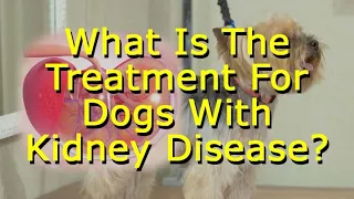 What Is The Treatment For Dogs With Kidney Disease?