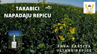 Tarabići napadaju repicu | Zaštita uljane repice 2023