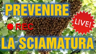 Apicoltura CD: Prevenire La Sciamatura! Tecniche Sul Campo! Live! Parte 1