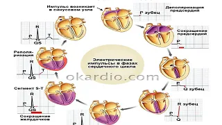 Жазыкбаева Л К Қалыпты электрокардиография