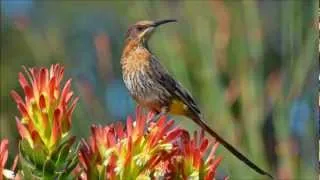 Wild Birds of Southern Africa through my Lens.......
