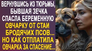 Спасая овчарку от стаи бродячих псов, Люся не представляла какой сюрприз судьбы её ждёт...