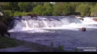 806's cub attacked by 821 after mom had fallen off the falls - Explore.org July 22, 2023