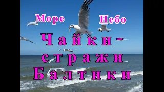 БАЛТИЙСКИЕ ЧАЙКИ --------СТРАЖИ МОРЯ!