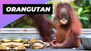 Orangutan 🦧 The Astonishing Intelligence Beyond Belief!