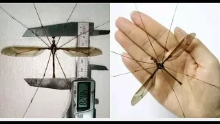 OMG : World's largest Mosquito is caught and it's bigger than your hand