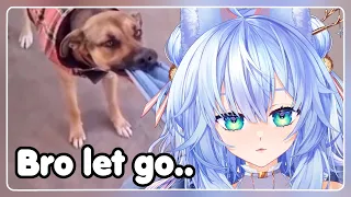 Bro is PERSISTENT | Mifuyu Reacts to UNUSUAL MEMES COMPILATION V247