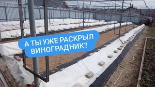 Когда открывать виноградник? Начало виноградного сезона!