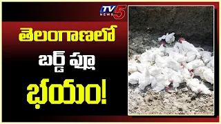 తెలంగాణ లో బర్డ్ ఫ్లూ భయం | Bird Flu Fear in Warangal, Peddapally | Telangana | TV5 Telugu