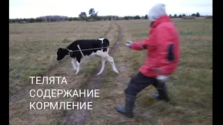 Содержание и кормление телят