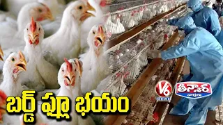 Bird Flu Tension in India | V6 Teenmaar News