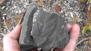 Fossil Hunting in Fernie British Columbia for plant fossils on my way back from Titanites ammonite