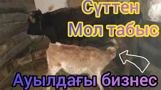 Сиырдың сүті жақсы ақша.Сиыр сауу.Сүттен ақша жасау.Ауылдағы таңғы жұмыс