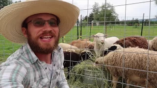 Sheep Hoof Trimming and Natural Deworming