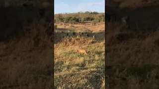 Baboons Chase Cheetah off Impala Kill
