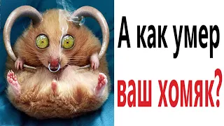 Приколы! А КАК УМЕР ВАШ ХОМЯК? Доми шоу (Анимация)