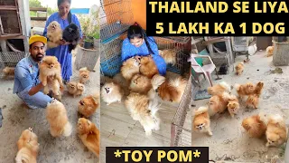 1 crore ka Imported dog collection In India 😱 - *100+ Toy Poms*