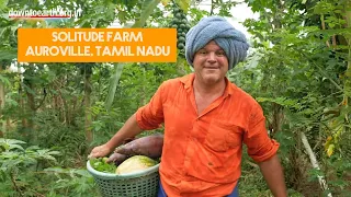 This is an incredible natural food forest grown in Auroville, Tamil Nadu, India