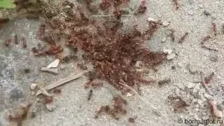 Сражение рыжих и чёрных муравьёв. The battle of red and black ants.