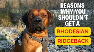 Why you shouldn't get a Rhodesian Ridgeback