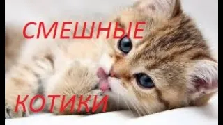 Прикольные, Смешные котики//Без кота и жизнь не та!!!...