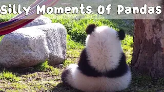 Silly Moments Of Pandas | iPanda