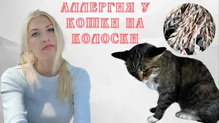 ОТВЕЗЛИ КОШКУ НОЧЬЮ В ВЕТКЛИНИКУ