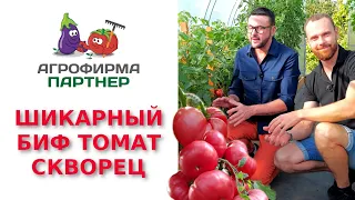 ШИКАРНЫЙ БИФ-ТОМАТ СКВОРЕЦ F1