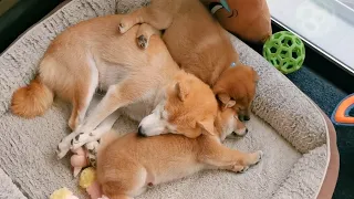 Puppies grew so big! Enjoying their last cuddles with Mom