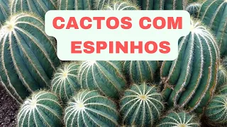 CACTOS COM ESPINHOS