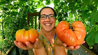 2023 Garden & Harvest Tour Week 10: Monster Tomatoes!