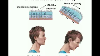 Anatomy | Physiology of the Utricle & Saccule [Otolithic Organs]