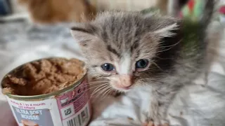 😄Найденный в лесу котёнок учится кушать еду для котят ❤ 😺 the kitten is learning to eat