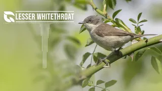 Lesser Whitethroat Song