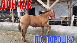 ПОЛТОРОШКА ДОНЧАК