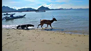 Komodo Dragons Pounce On Deer Alive ( FULL VIDEO )