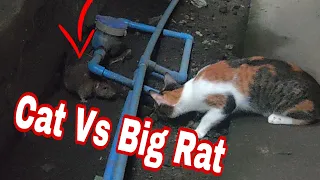 Agressive Cat vs Big RAT #Viral