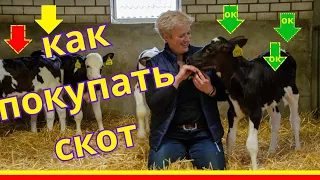 покупка скота | как покупать | на что обратить внимание при покупке телят