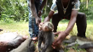 Hunters holding up primate bushmeat to camera, including crowned monkey and putty-nosed monkey, Lidj
