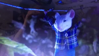 Stuart Little (1999) - Not Bad for a House Cat