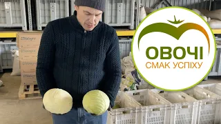 Капуста після зберігання. Підготовка до продажу | Овочі.Смак успіху