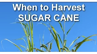 When to Harvest Sugar Cane from Your Garden