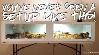 Argentine Black & White Tegu Setup: Zilla’s New Home!