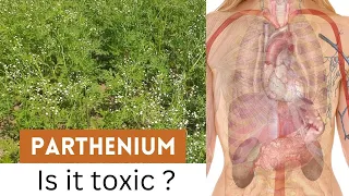 Parthenium Hysterophorus | Carrot Grass weed Problem | Parthenium toxicity