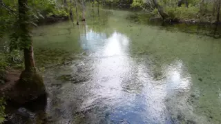 Pitt Springs on Econfina Creek