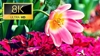 The Most Beautiful Flowers Collection 8K ULTRA HD (60fps)