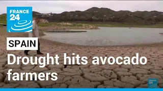 'Turning into a desert': An end to avocado farming in drought-hit Spain? • FRANCE 24 English