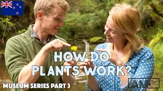 How Plants Grow For Kids // Science Videos for Kids