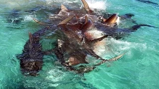 Sharks devoured by a whale in Australia