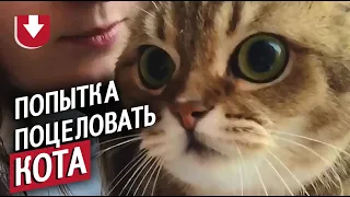 Кота попытались поцеловать — реакция!